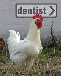 Photo of hen - going to the dentist?